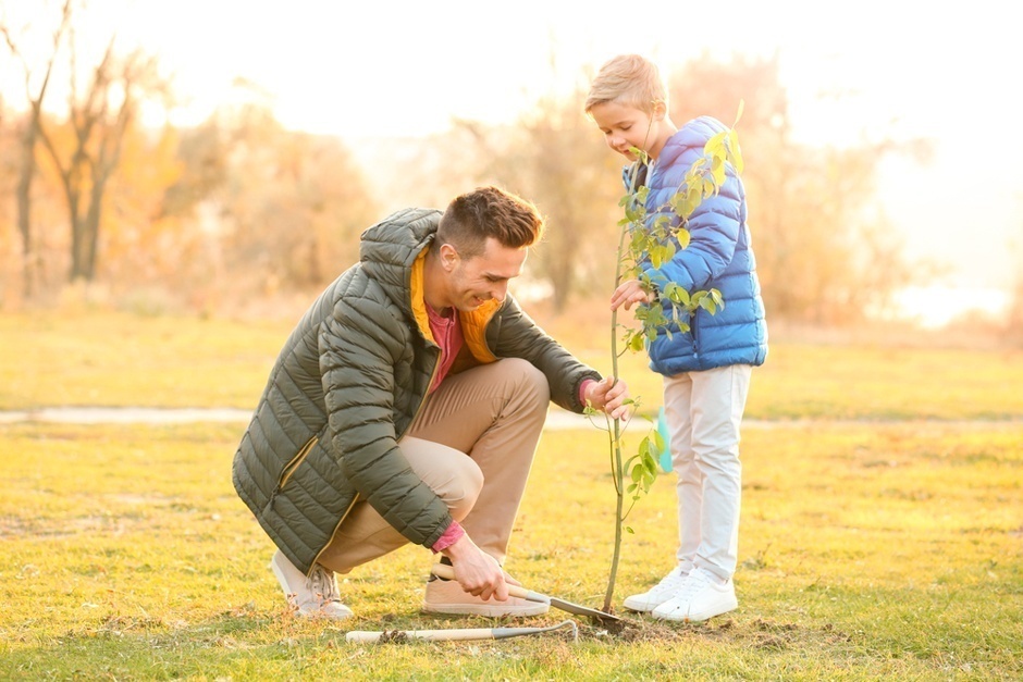 Посадка деревьев осенью