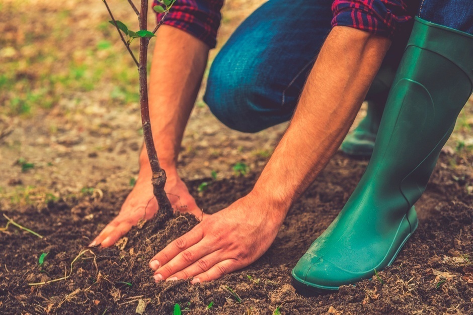Посадка деревьев 