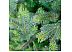 Ель GREEN TREES Грацио Премиум 1,8 м Ель GREEN TREES Грацио Премиум 1,8 м