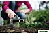 Культиватор садовый FISKARS Premium (137220)
