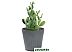 Вазон Multy Home Octavia EU5100068 (серый) Вазон Multy Home Octavia EU5100068 (серый)