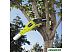 Кусторез Ryobi RP750450 Кусторез Ryobi RP750450