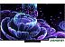 MiniLED телевизор TCL 55C835 MiniLED телевизор TCL 55C835