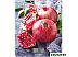 Кухонные весы Scarlett SC-KS57P30 Кухонные весы Scarlett SC-KS57P30