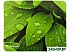 Коврик для мыши Defender STICKER (50405) Коврик для мыши Defender STICKER (50405)