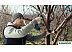Секатор Bosch Pro Pruner Professional 06019K1021 (с 2-мя АКБ)