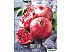 Кухонные весы Scarlett SC-KS57P30 Кухонные весы Scarlett SC-KS57P30