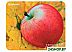 Коврик для мыши Defender Juicy Sticker (50412) Коврик для мыши Defender Juicy Sticker (50412)