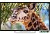 Телевизор Polar Line 32PL54TC-SM Телевизор Polar Line 32PL54TC-SM