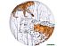 Тарелка десертная Lefard Animal world Леопард 590-412 Тарелка десертная Lefard Animal world Леопард 590-412