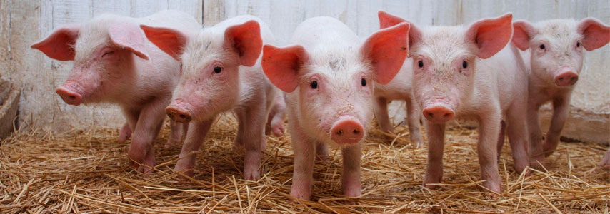 зверушки(3).jpg зверушки(3).jpg