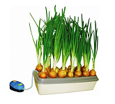 Картинка Аэросад Луковое счастье