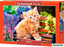 Котенок