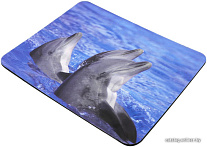 Animal (00054736)